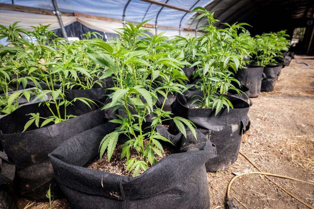 (Top) A Siskiyou County Sheriff's Department deputy pulls over a vehicle outside of Montague, Calif., on May 7, 2024. While large shipments of marijuana may be hauled in semi-trailers, smaller amounts are often transported in personal vehicles to minimize the risk of losing a large shipment. (Bottom Left) Plants, prepared for destruction by police officers, are tied with micro-thin string at an illegal marijuana grow outside of Montague, Calif., on June 4, 2026. The technique is a traditional growing method used by Hmong-American growers in outdoor and greenhouse cultivation operations in California, Oregon, and Washington. (Bottom Right) Illegal marijuana plants grow within covered hoop houses outside Montague, Calif., on June 4, 2026. Each hoop house holds hundreds of flowering marijuana plants. (John Fredricks/The Epoch Times)