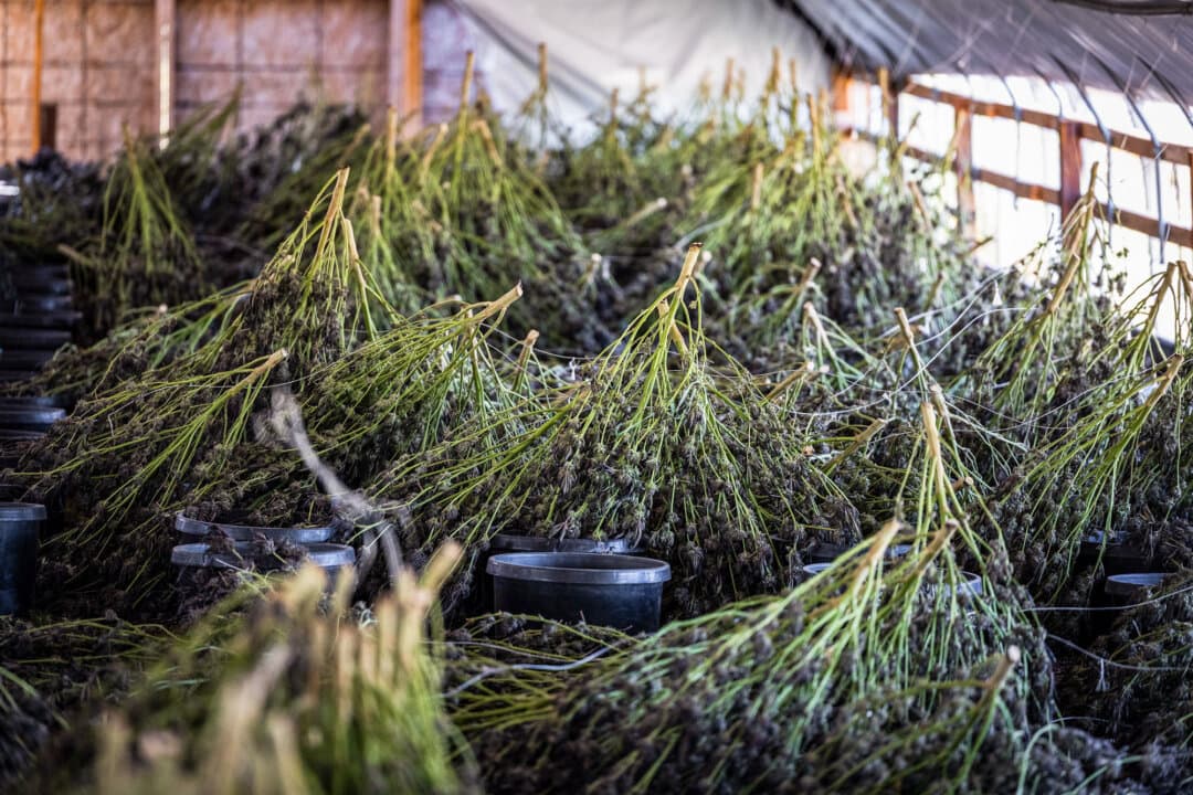 (Top) A Siskiyou County Sheriff's Department deputy pulls over a vehicle outside of Montague, Calif., on May 7, 2024. While large shipments of marijuana may be hauled in semi-trailers, smaller amounts are often transported in personal vehicles to minimize the risk of losing a large shipment. (Bottom Left) Plants, prepared for destruction by police officers, are tied with micro-thin string at an illegal marijuana grow outside of Montague, Calif., on June 4, 2026. The technique is a traditional growing method used by Hmong-American growers in outdoor and greenhouse cultivation operations in California, Oregon, and Washington. (Bottom Right) Illegal marijuana plants grow within covered hoop houses outside Montague, Calif., on June 4, 2026. Each hoop house holds hundreds of flowering marijuana plants. (John Fredricks/The Epoch Times)