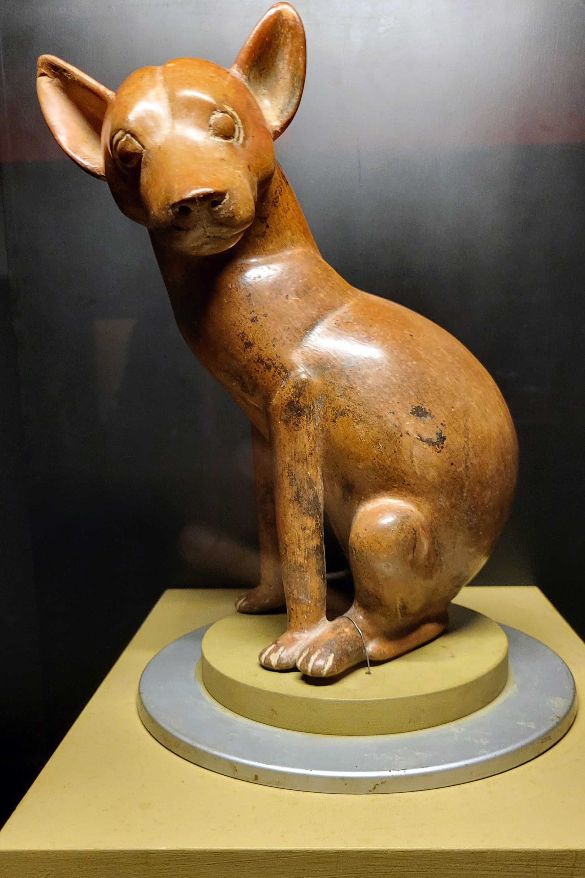 A ceramic figurine of the extinct Mexican dog breed tlalchichi, which was native to Colima. (Daniel Hernandez/Los Angeles Times/TNS)