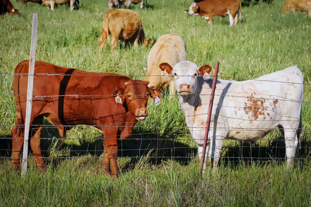 Cattle graze behind pasture fencing in a California valley, in this file photo. (Cat Rooney/The Epoch Times)