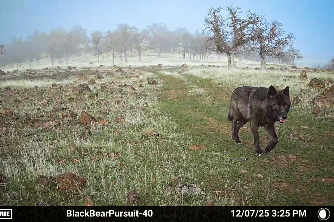 A still from trail camera footage of a gray wolf in Northern California on Dec. 7, 2025. (Courtesy of Seth Watts/Black Bear Pursuit)