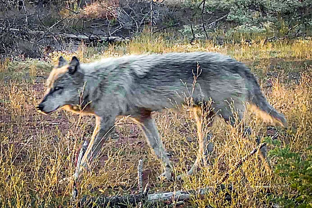 (Left) A gray wolf, in this file photo. (Right) OR-7, believed to be the first confirmed wolf in western Oregon since 1947, in Jackson County, Ore., in May 2014. (Courtesy of Seth Watts/Black Bear Pursuit)