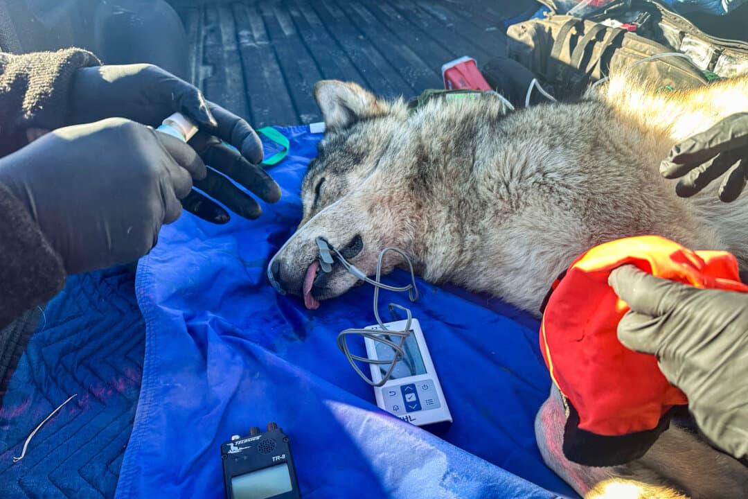 Wildlife authorities check a female gray wolf in Siskiyou County, Calif., in this file photo. (Courtesy Debbie Bacigalupi)
