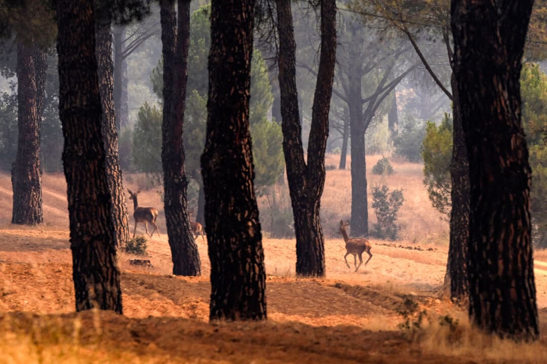 Deer run from a wildfire near the village of Cebreros, Spain, on July 27, 2026. Wildfires have burned approximately 77,000 hectares across the country, with authorities working to bring the blazes under control before worsening weather conditions. (Miguel Riopa/AFP via Getty Images)