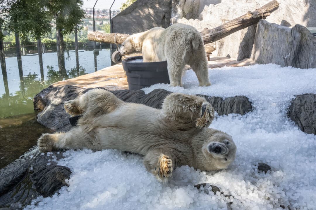 Polar bears cool down on ice in their enclosure at the Prague Zoo as temperatures are expected to reach 36 degrees C (97 degrees F) and more, in Prague, Czech Republic, on July 30, 2026. (Michal Cizek/AFP via Getty Images)