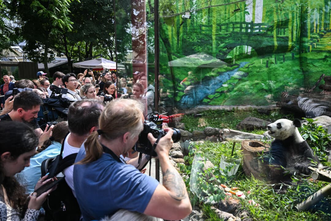 People and journalists photograph a panda named Katyusha during the birthday celebration of its mother, Dindin, at the Moscow Zoo, in Moscow on July 30, 2026. (Igor Ivanko/AFP via Getty Images)