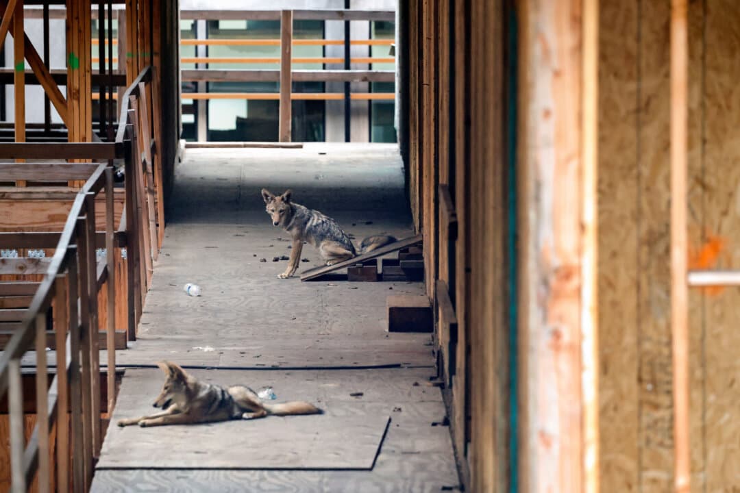 Wild coyotes rest in an abandoned construction site of a condominium development, in West Hollywood, Calif., on July 29, 2026. The unfinished housing project, originally planned as a 22-unit condominium complex, has become home to a pack of coyotes and was nicknamed “Coyote Condo” by local residents. (Mario Tama/Getty Images)