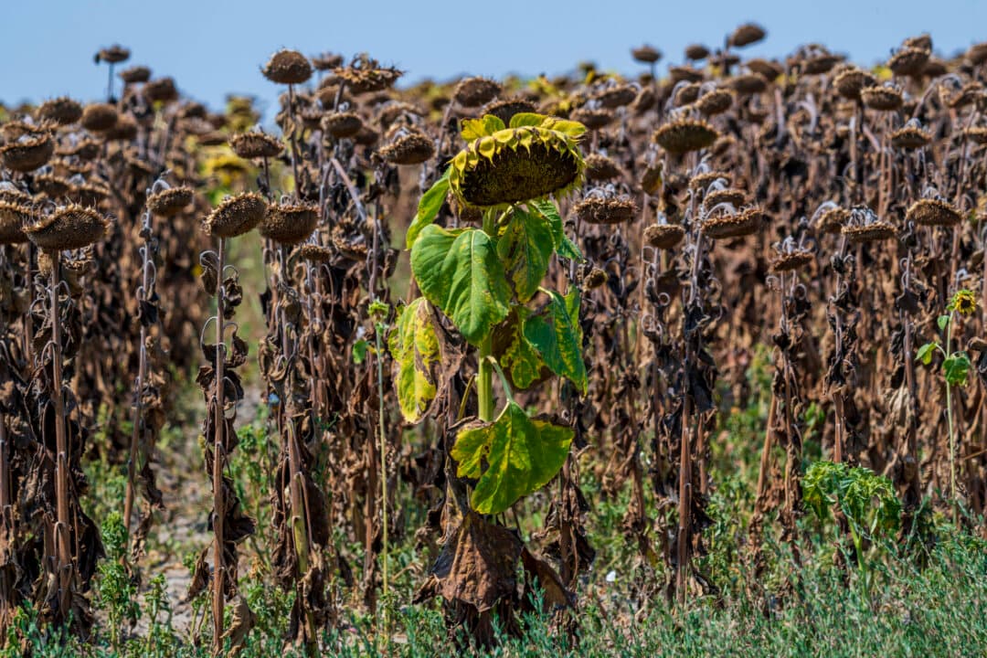A nearly dried-out sunflower field near the village of Kovilj, Serbia, on Aug. 6, 2026, as a prolonged heatwave continues to affect much of the region. Drought and hot weather across Europe have pushed water levels along the Danube River to record seasonal lows, reaching its lowest flow rate in the last 30 years. (Andrej Isakovic/AFP via Getty Images)