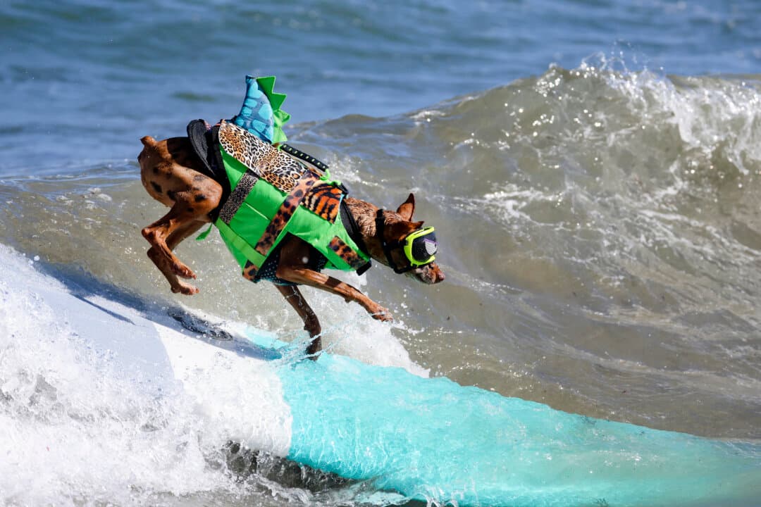 Rusty competes in the World Dog Surfing Championships in Pacifica, Calif., on Aug. 1, 2026. Over a dozen dogs competed in several categories on Saturday including surfing, stand-up paddle boarding and tandem surfs. (Heather Diehl/Getty Images)