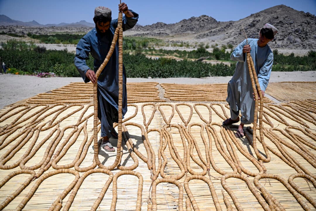 Afghans harvest figs in a garden at Shah Wali Kot district in Afghanistan's Kandahar province on Aug. 10, 2026. (Sanaullah Seiam/AFP via Getty Images)