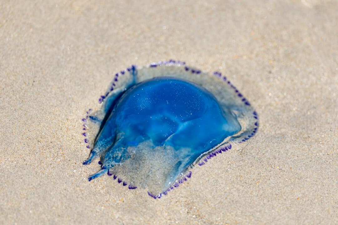 A jellyfish lies on the shore near the nuclear power plant in Gravelines, France, on Aug. 11, 2026. A nuclear plant in northern France shut down three reactors after a swarm of jellyfish clogged pumps used to cool the units, energy group EDF said on Aug. 11, 2026. (Sameer Al-Doumy/AFP via Getty Images)