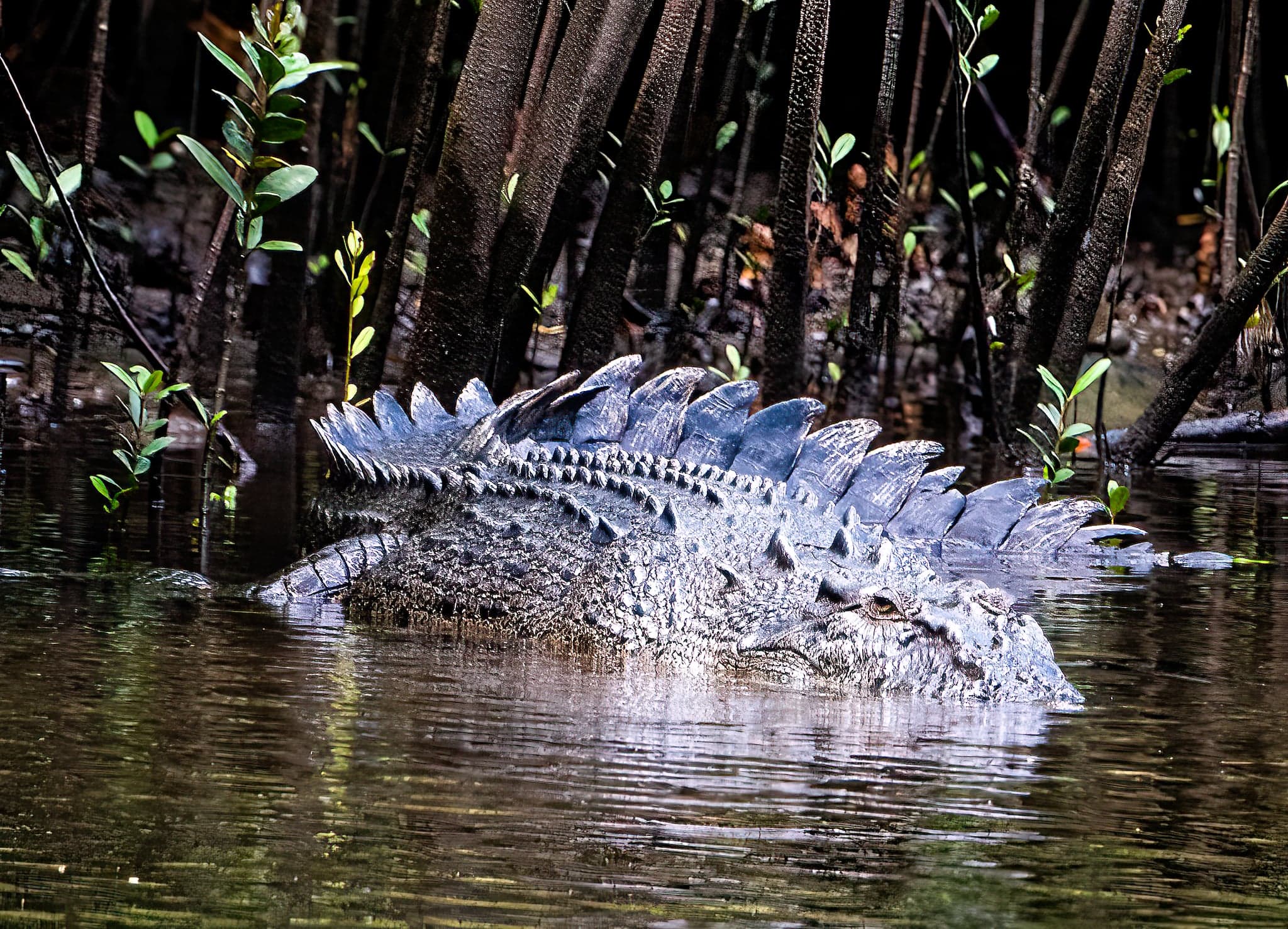 A crocodile in the Daintree rainforest in North Queensland. (Courtesy of David Holman)