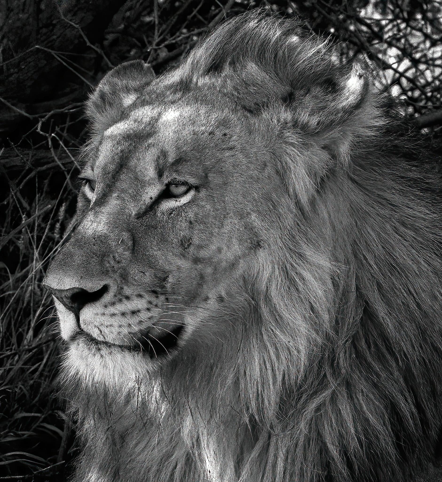 The pride leader surveys his domain, in a photo taken in Africa. (Courtesy of David Holman)