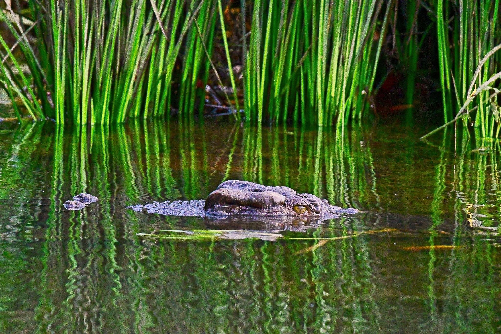 A saltwater crocodile blends into the reedy banks of North Queensland. (Courtesy of David Holman)