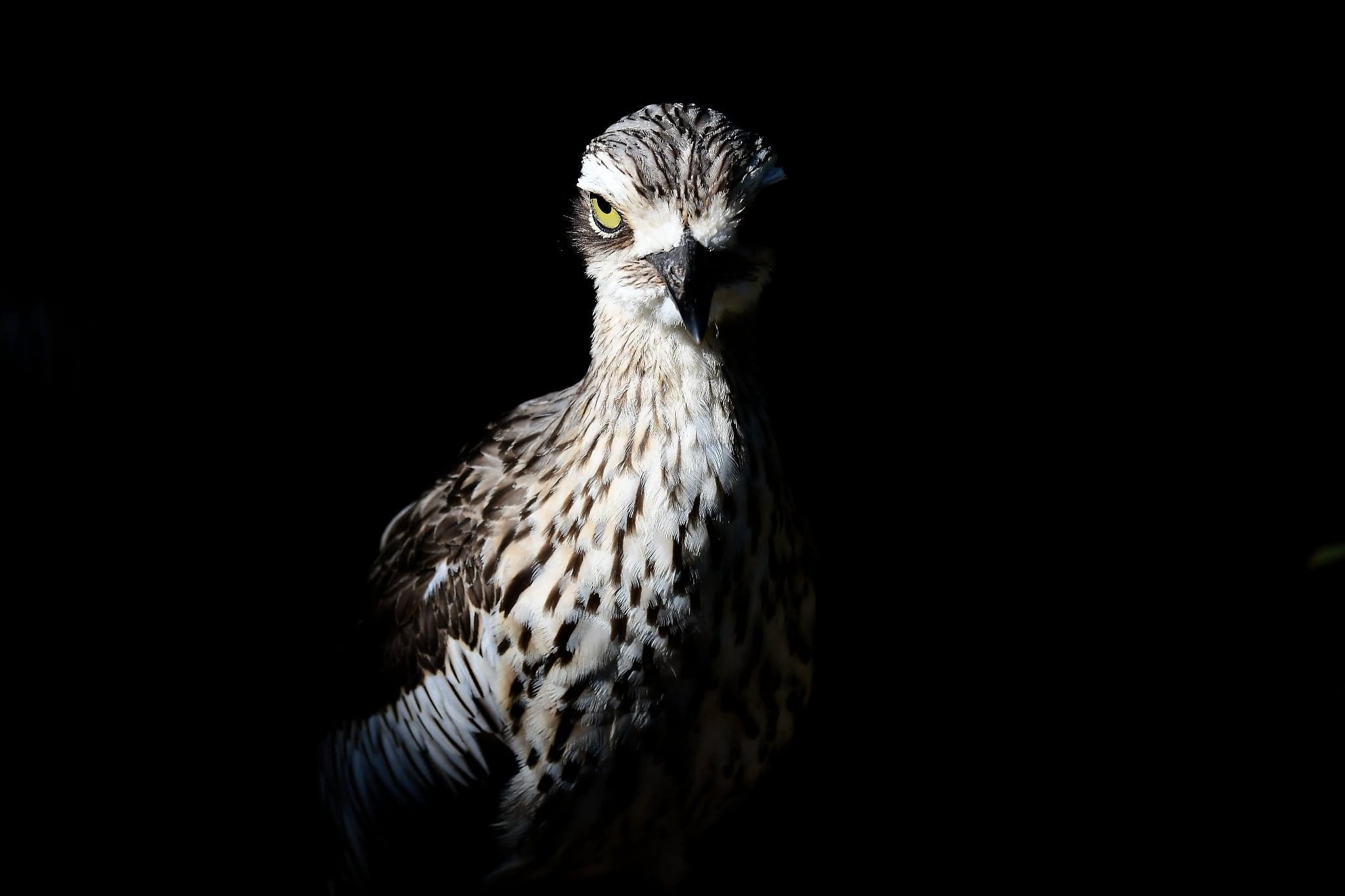 A bush stone-curlew during a quiet encounter. (Courtesy of David Holman)