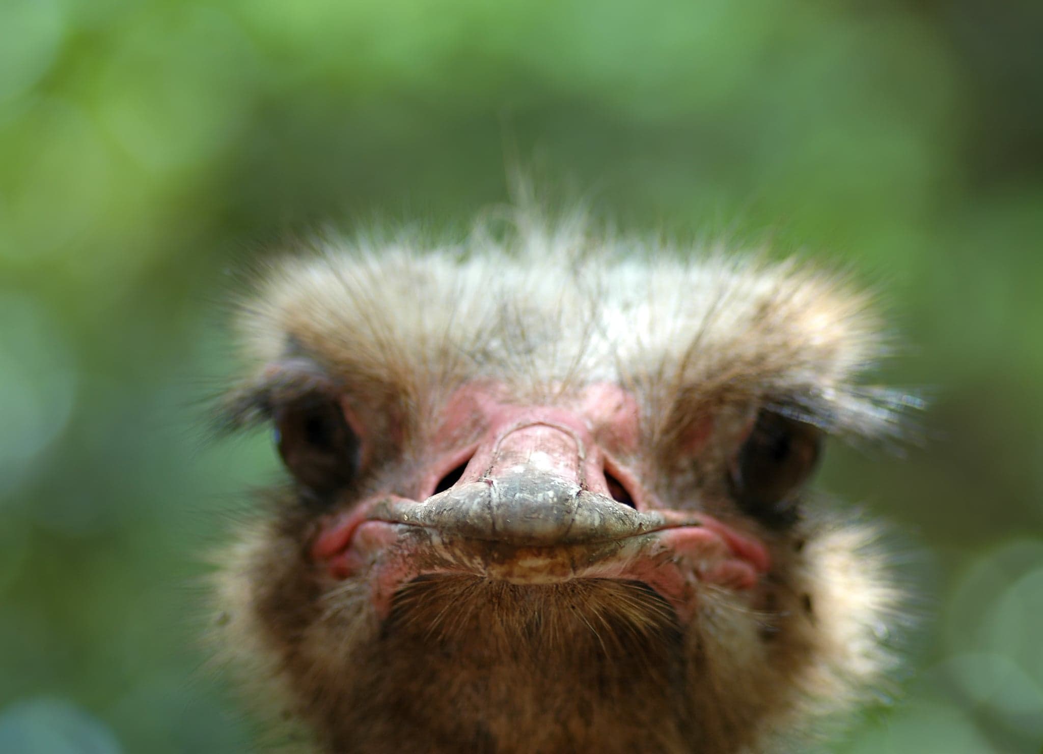 An inquisitive ostrich gets up close and personal with Holman's camera. (Courtesy of David Holman)