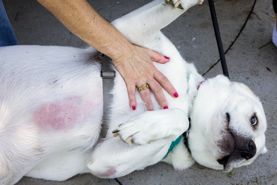 Levi the dog has skin rashes on his belly in Ladera Ranch, Calif., on July 24, 2026. Ladera Ranch residents have raised the alarm about pesticides for more than a decade, referencing their sick animals. (John Fredricks/The Epoch Times)