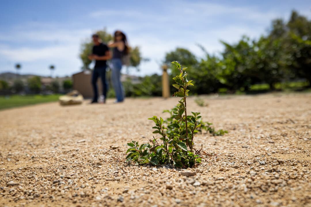 Weeds in Ladera Ranch, Calif., on July 24, 2026. (John Fredricks/The Epoch Times)