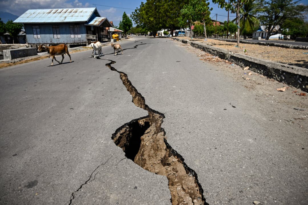Goats walk past a crack in the road following a 7.7-magnitude earthquake in Marapokot, Nagekeo, Indonesia, on Aug. 17, 2026. Thousands of people displaced by the earthquake awaited aid as they camped at schools, police stations and government offices. (Juni Kriswanto/AFP via Getty Images)