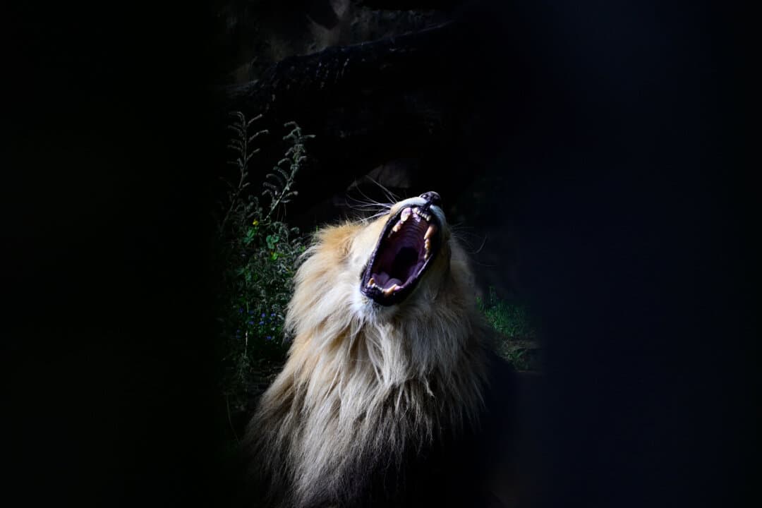 A lion in its enclosure at the Berlin Zoo on Aug. 18, 2026. (Tobias Schwarz/AFP via Getty Images)