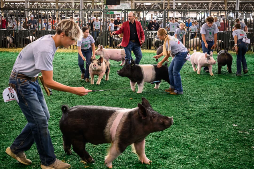 Entrants usher their pigs around a pen during a competition on Day 6 of the Iowa State Fair in Des Moines on Aug. 18, 2026. The Iowa State Fair is one of the largest agricultural expositions in the nation. (Leon Neal/Getty Images)