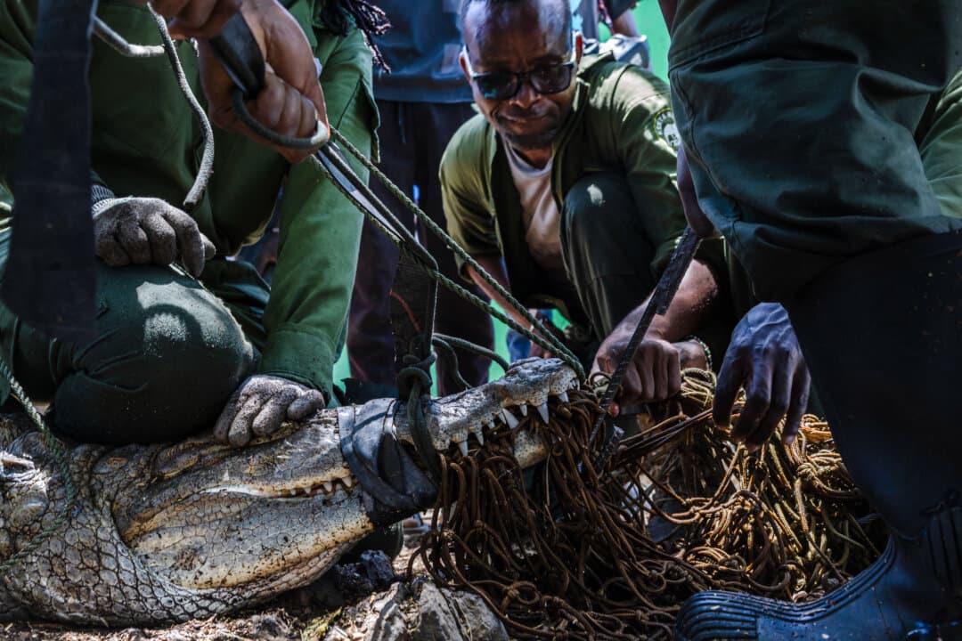 Kenya Wildlife Service wardens attempt to free a captive Nile crocodile from netting used to capture it near Lake Baringo, as they work to reduce human-wildlife conflict, near Marigat, Kenya, on Sept. 2, 2026. (Tony Karumba/AFP via Getty Images)
