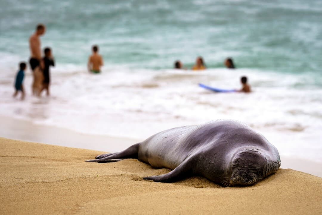 A Hawaiian monk seal rests on the shore as beachgoers swim at White Plains Beach in Ewa Beach, Hawaii, on Sept. 7, 2026. ( Michelle Bir/AFP via Getty Images)
