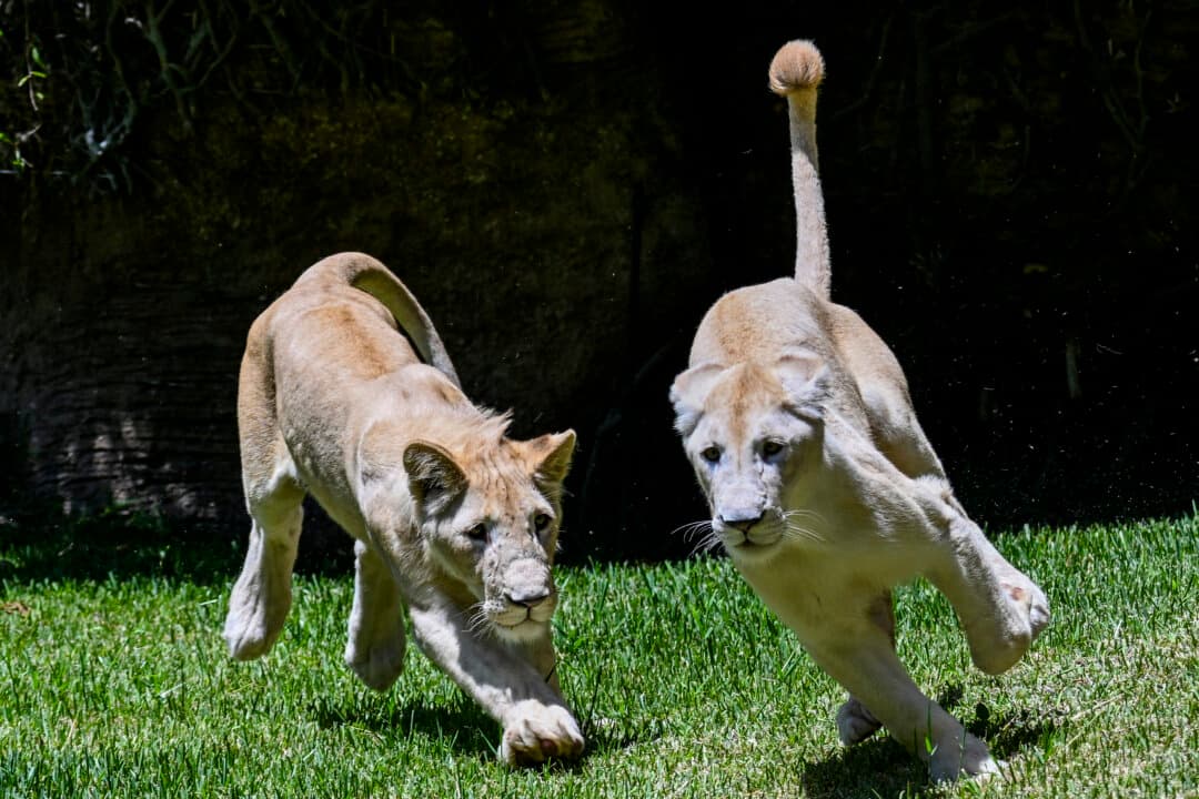 Two 1-year-old white lions (Panthera leo) from South Africa are seen during a press presentation at La Aurora Zoo in Guatemala City on Sept. 9, 2026. (Johan Ordonez/AFP via Getty Images)