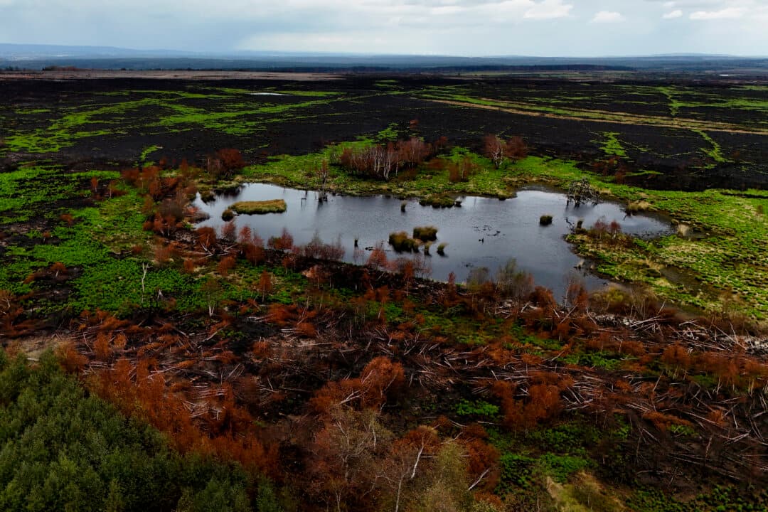 A previously forested area is scorched following a wildfire in Hautes Fagnes (High Fens) nature reserve in Waimes, Belgium, on Sept. 9, 2026. The fire in the Hautes Fagnes, which broke out on Aug. 16, 2026, was Belgium's largest wildfire in a century. The High Fens fire mushroomed to half the size of Manhattan—3,000 hectares (7,500 acres)—charring a huge expanse of peatland, pine trees and hiking trails. (Eric Lalmand/Belga/AFP via Getty Images/Belgium OUT)