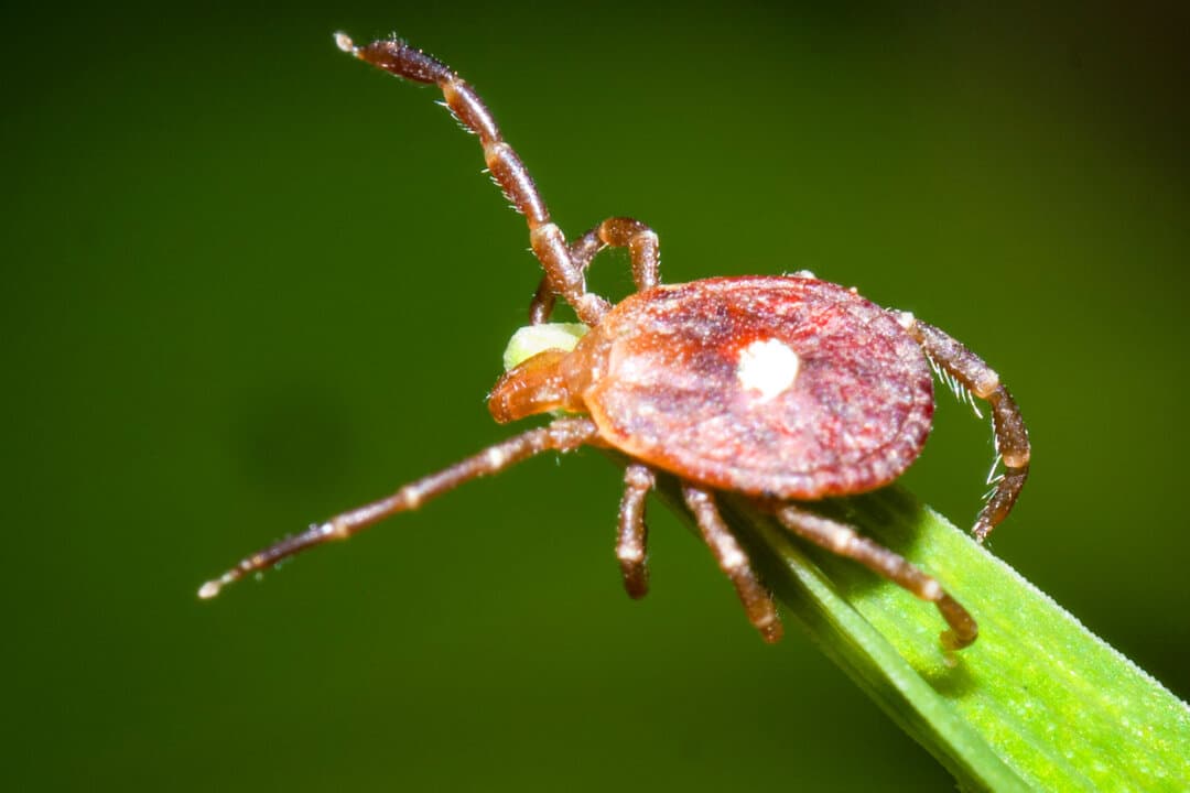(Left) A lone star tick (Amblyomma americanum), measuring about 3.5 millimeters, perches on the tip of a grass blade in Pryor, Okla., on June 21, 2015. (Right) An adult deer tick (Ixodes scapularis), in this file photo. (Robert Webster/xpda.com/CC-BY-SA-4.0, Scott Bauer/U.S. Department of Agriculture)