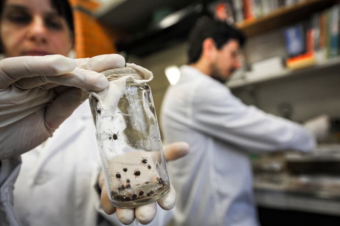 A laboratory worker displays a tube containing dozens of ticks, before extracting saliva from them for testing, at the Butantan Institute in São Paulo on Aug. 25, 2009. (Mauricio Lima/AFP via Getty Images)