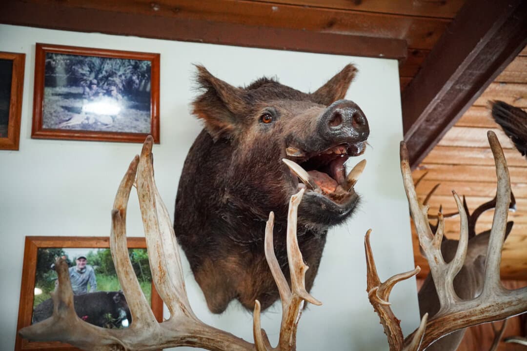 A taxidermied bust of a feral hog at Florida Hunting, Fishing, and Outdoor Adventures in Okeechobee, Fla., on July 24, 2026. (Jacob Burg/The Epoch Times)