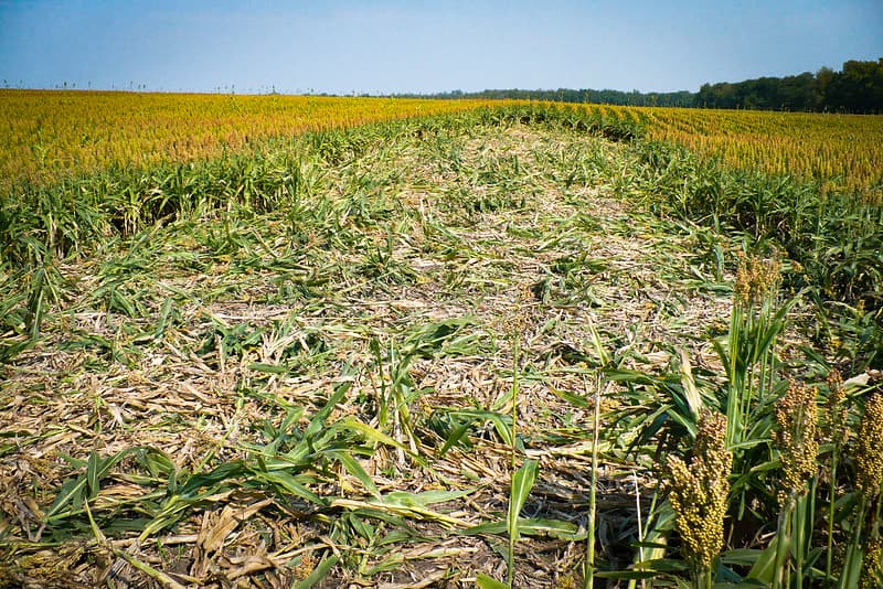 Damage done to grain sorghum by a herd of feral swine. (U.S. Department of Agriculture)