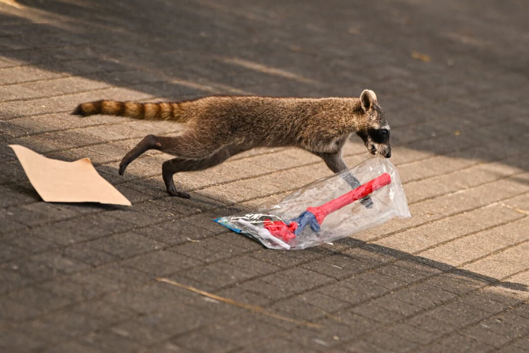 A raccoon steals a toy from a street vendor along the Cinta Costera in Panama City on Sept. 14, 2026. (Martin Bernetti/AFP via Getty Images)
