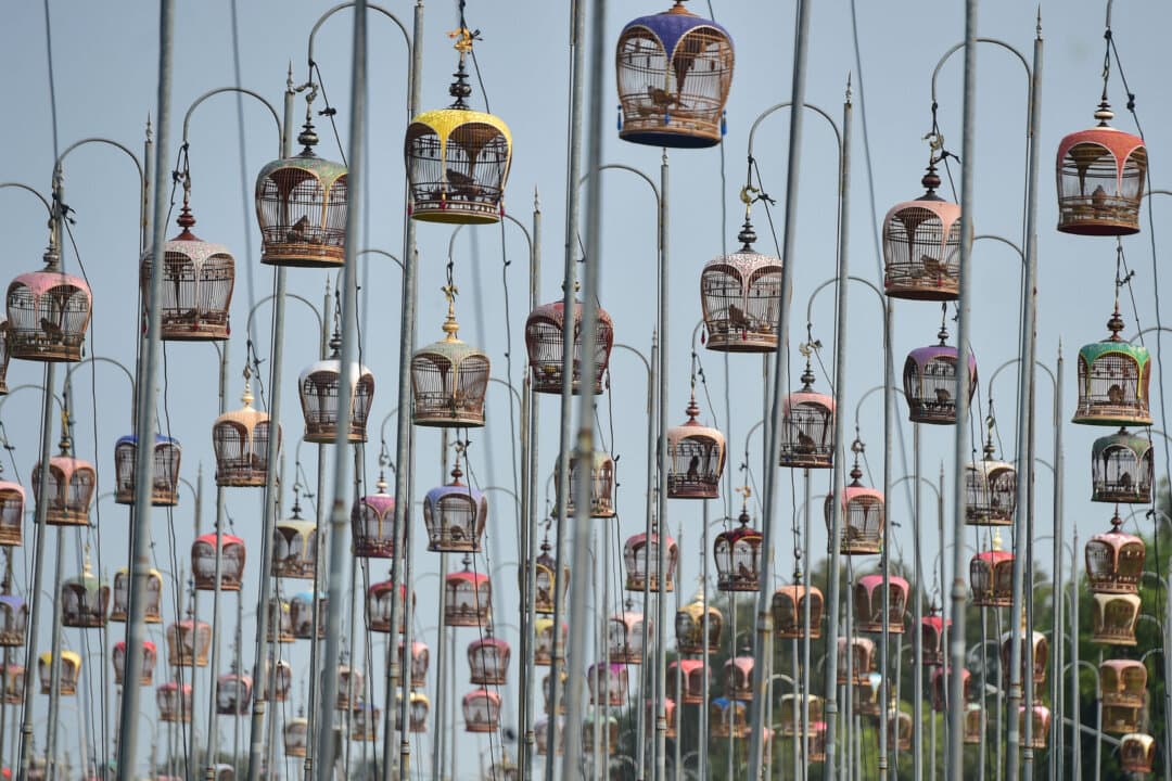 Zebra doves sit in cages during an annual bird-singing competition for the Royal Trophy from Thai Princess Sirindhorn, in Narathiwat province, Thailand, on Sept. 16, 2026. (Madaree Tohlala/AFP via Getty Images)