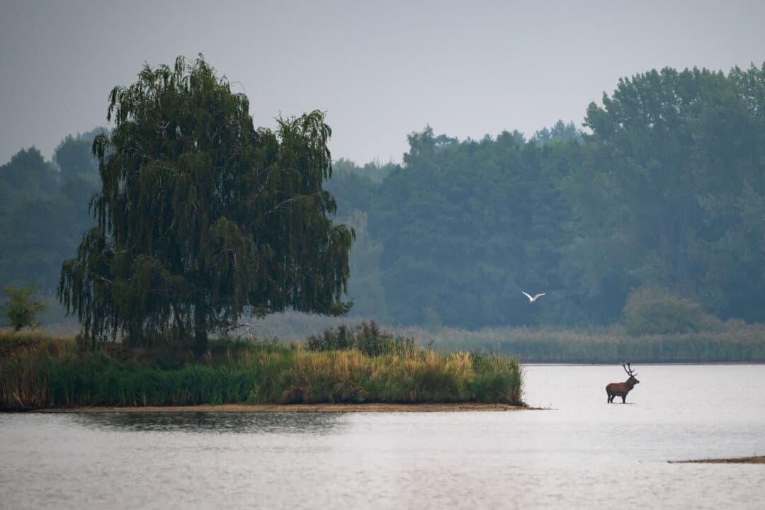 A red deer crosses a lake in the Barycz Valley near Niezgoda, Poland, on Sept. 14, 2026. The protected wetland and fish-pond landscape is home to several deer species and numerous birds. (Sergei Gapon/AFP via Getty Images)