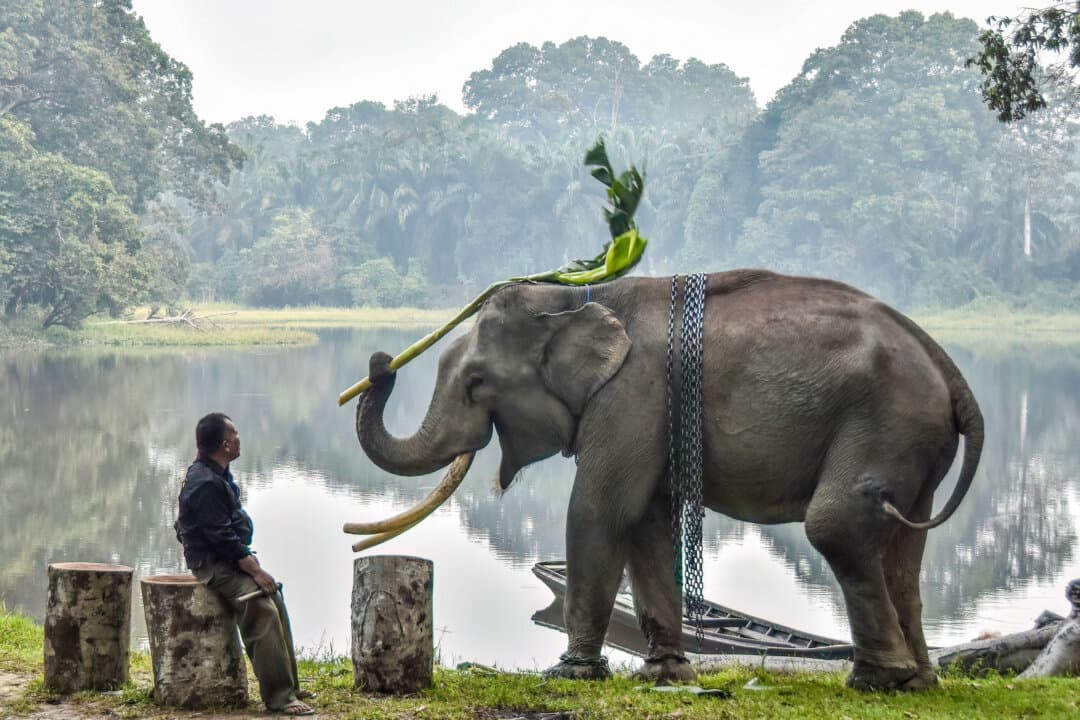 A keeper watches over a tame Sumatran elephant playing amid haze from forest and land fires at the Buluh Cina Nature Tourism Park, in Kampar, Riau, Indonesia, on Sept. 17, 2026. (Wahyudi/AFP via Getty Images)