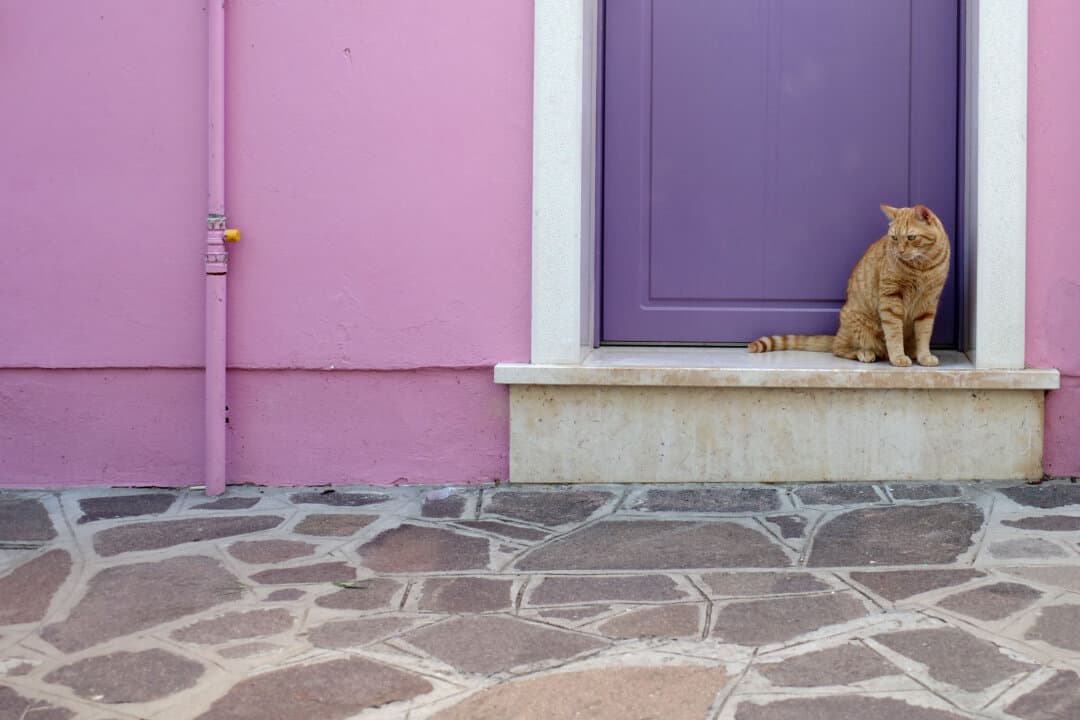 A cat on a street in Venice, Italy, on Sept. 13, 2026. (Vittorio Zunino Celotto/Getty Images)