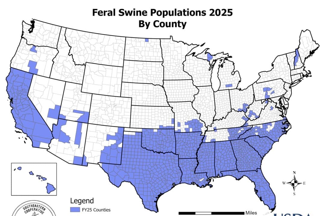 A map shows feral swine populations by county in the United States. (U.S. Department of Agriculture)