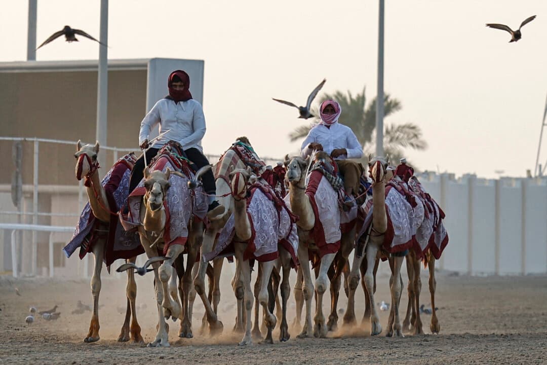 Handlers lead their camels during a training session at sunset in Al-Shahaniya, Qatar, on Oct. 6, 2026, ahead of the camel racing season. (Karim Jaafar/AFP via Getty Images)