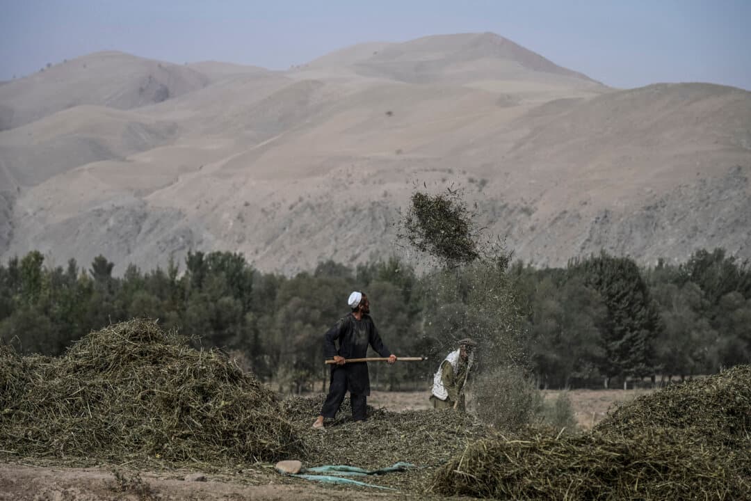 Afghan men harvest beans in an agricultural field on the outskirts of Fayzabad district in Afghanistan's Badakhshan province, on Oct. 6, 2026. (Omer Abrar/AFP via Getty Images)