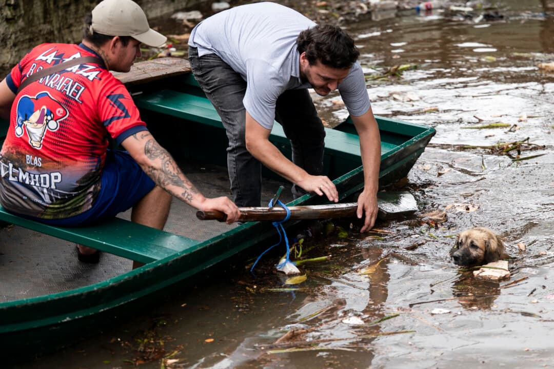 A man tries to help a dog in a flooded neighborhood along the Paraná River in Ciudad del Este, Paraguay, on Oct. 15, 2026, after rising water levels inundated riverside areas. (AFP via Getty Images)