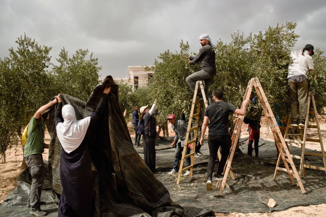 Palestinians and activists collect olives following an attack by Israeli settlers in the West Bank village of Abu Falah on Oct. 16, 2026. (Leo Correa/AP)