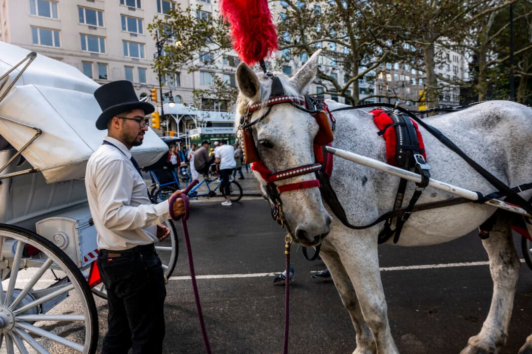 Carriage horses and their drivers wait for customers in Central Park, New York, on Oct. 14, 2026. Following a decades-long effort by activists to ban the popular tourist attraction, Mayor Zohran Mamdani and Council Speaker Julie Menin have reached a deal to abolish the city’s horse carriage industry. (Spencer Platt/Getty Images)