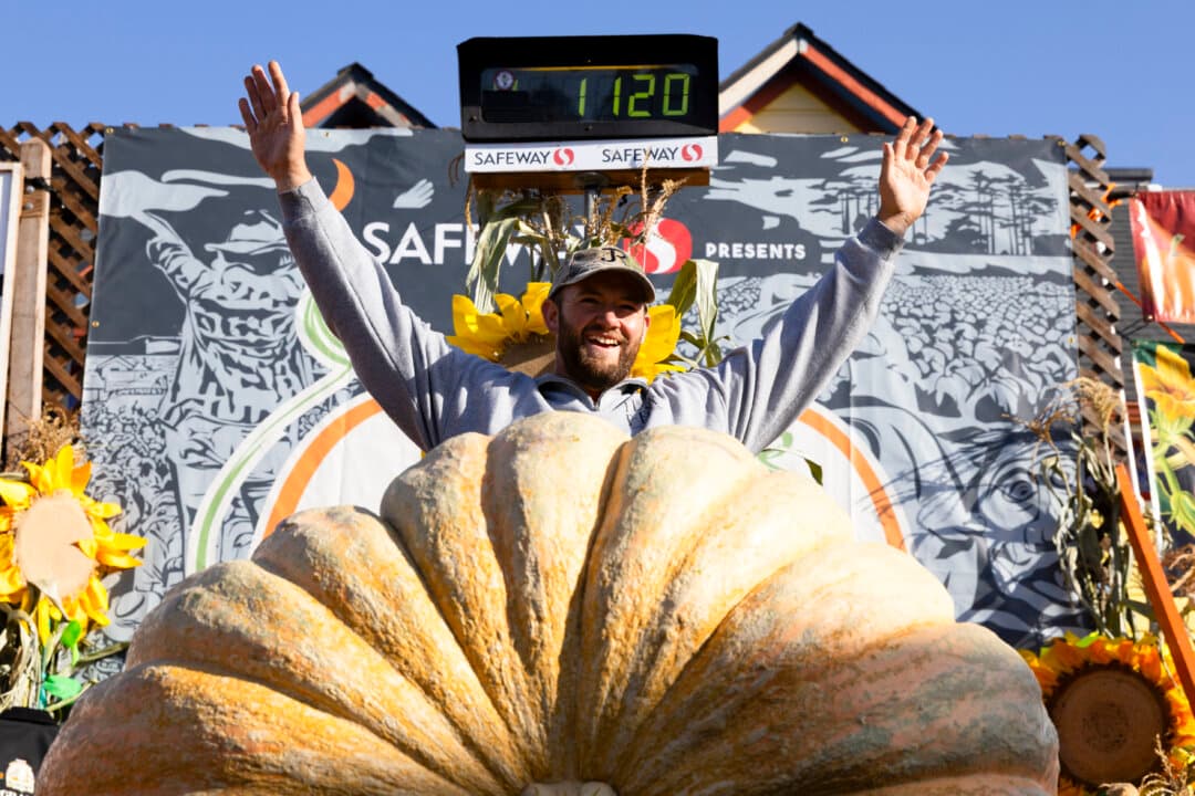 Dozens of pumpkin growers competed to see who grew the heaviest pumpkin of the season at the 53rd Annual World Championship Pumpkin Weigh-Off in Half Moon Bay, Calif., on Oct. 12, 2026. (Benjamin Fanjoy/Getty Images)