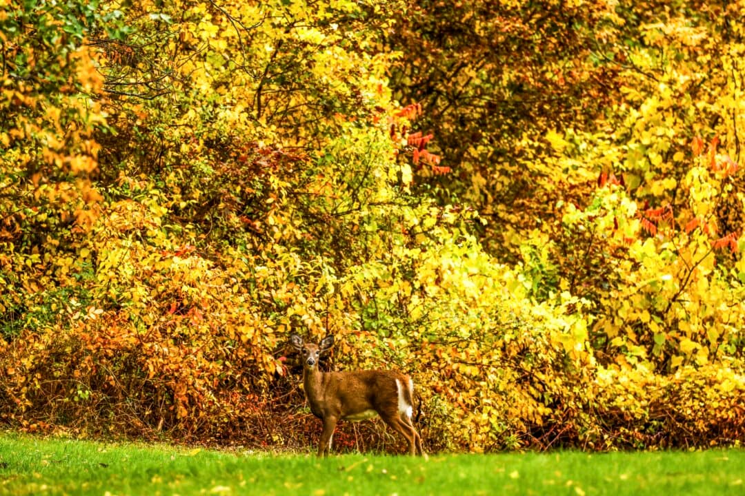 A white-tailed deer is seen in Augusta, Maine, on Oct. 16, 2026. (Charly Triballeau/AFP via Getty Images)