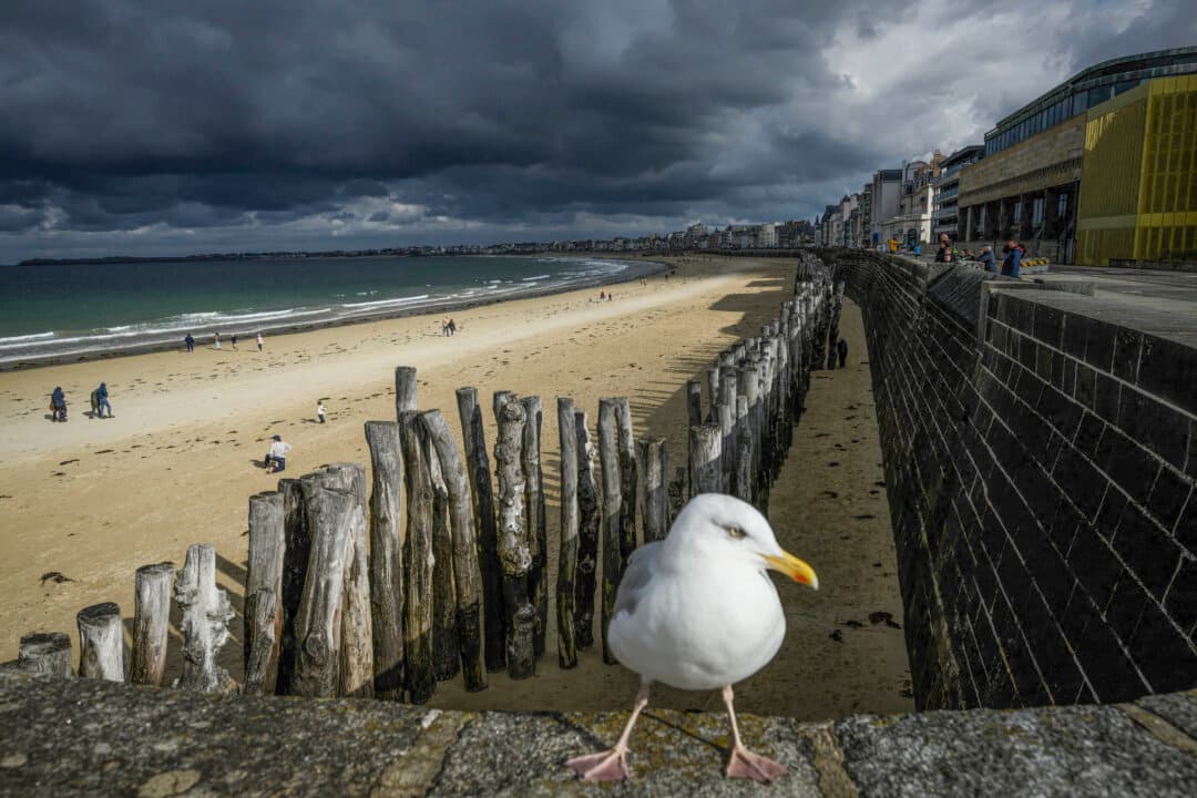 A seagull is seen as people walk on the beach on the opening day of the Route du Rhum race village in Saint-Malo, France, on Oct. 20, 2026, a few days before the start of the 13th edition of the solo sailing race from Saint-Malo to Guadeloupe. (Loic Venance/AFP via Getty Images)