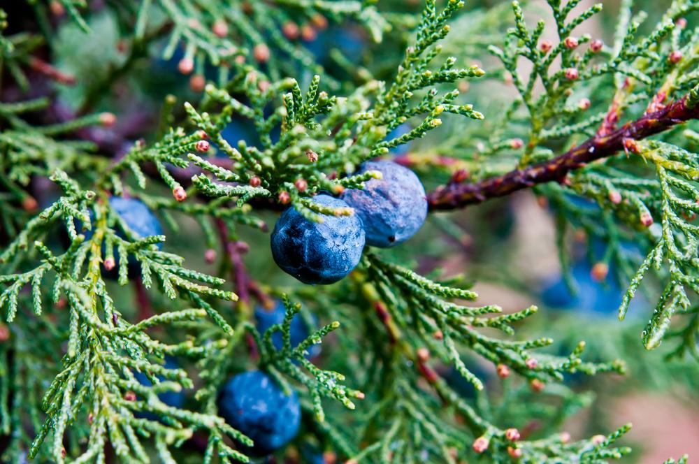 Juniper berries. Shutterstock/Jiinna