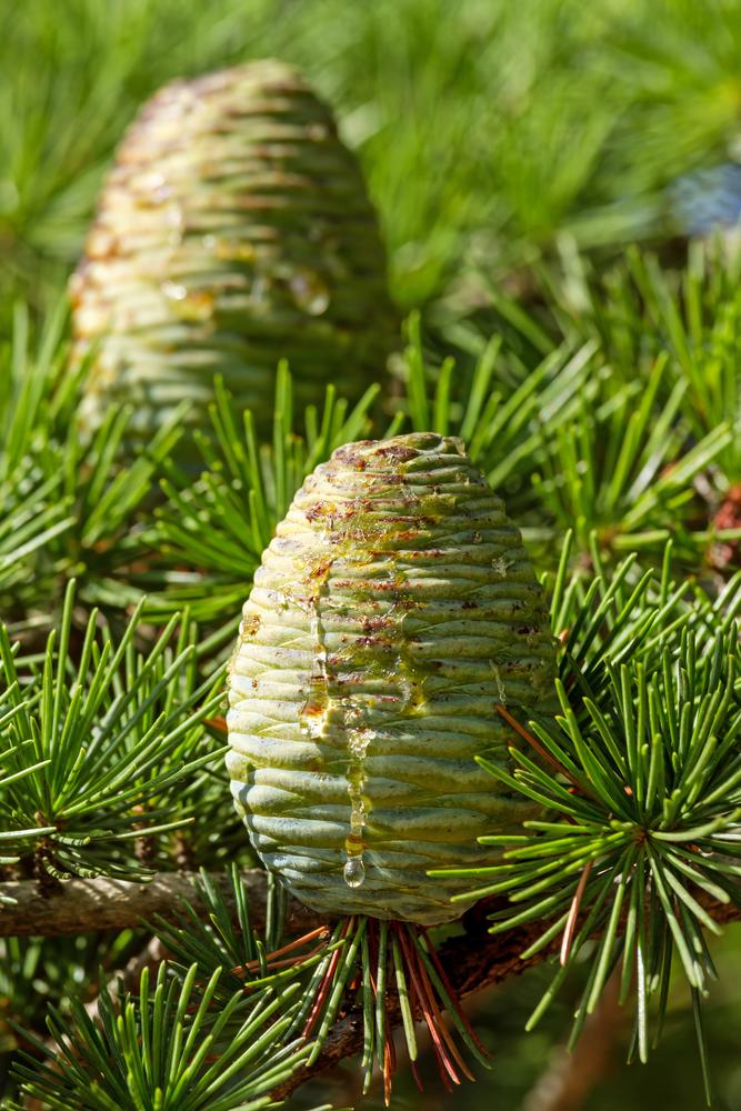 Atlas cedar cones Shutterstock/Digoarpi