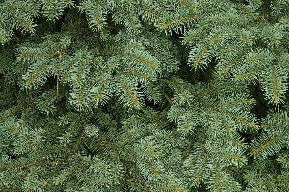 Fir tree. Shutterstock/Mr Twister